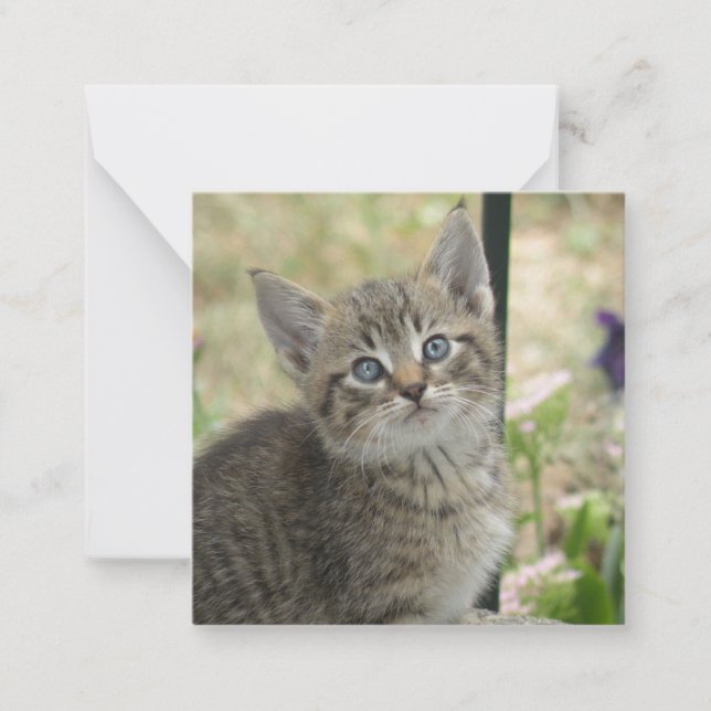 Tabby kitten note card (Front)