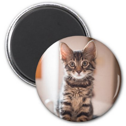 Tabby Kitten on the Table Magnet