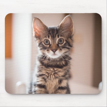 Tabby Kitten on the Table Mouse Pad