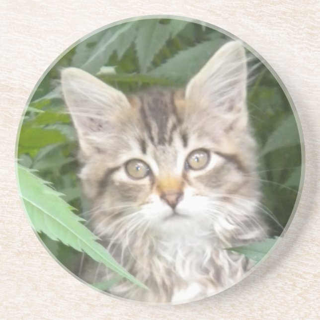 Tabby Kitten Sandstone Coaster (Front)