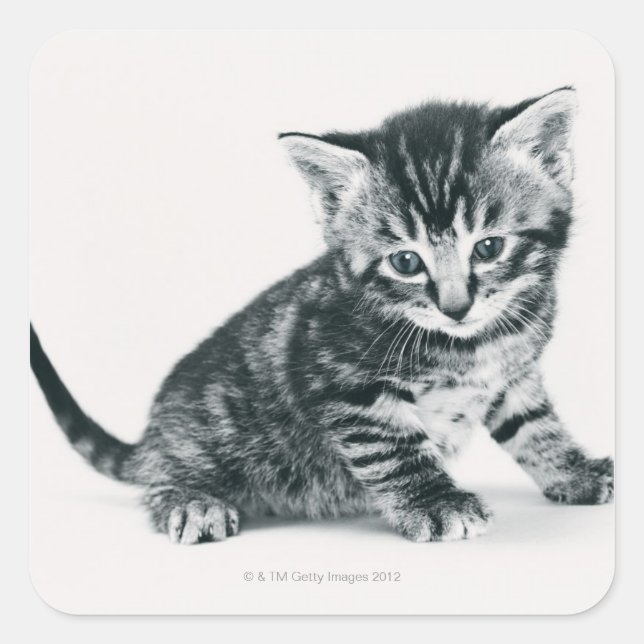 Tabby Kitten Square Sticker (Front)
