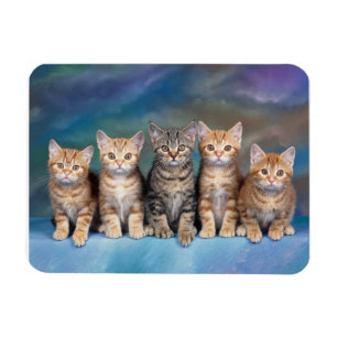 Tabby Kittens in a Row Magnet