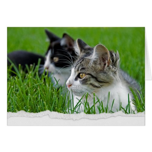 Tabby Kittens in Grass for Thinking of You