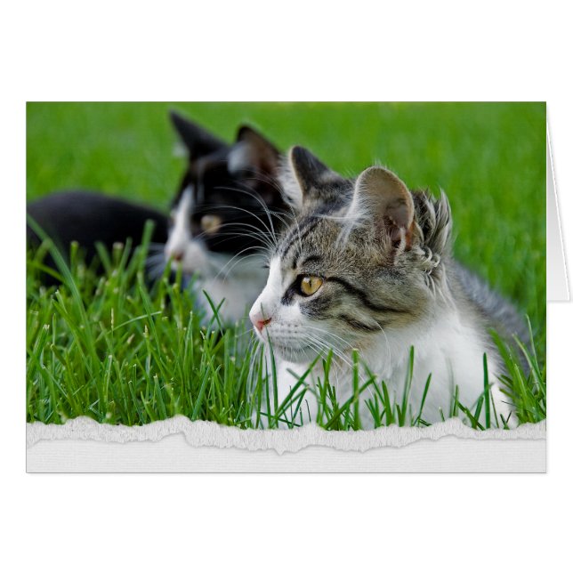 Tabby Kittens in Grass for Thinking of You Cards (Front Horizontal)