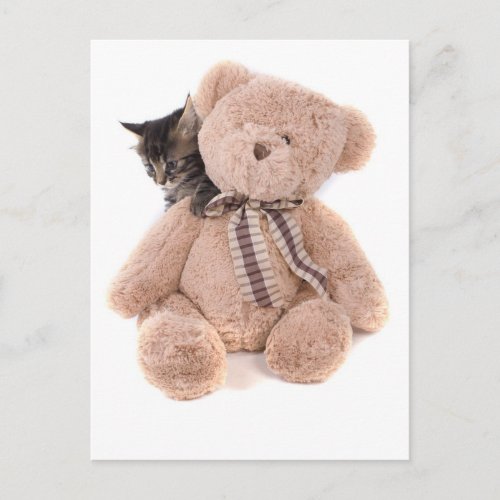 tabby kittens playing with a teddy bear postcard