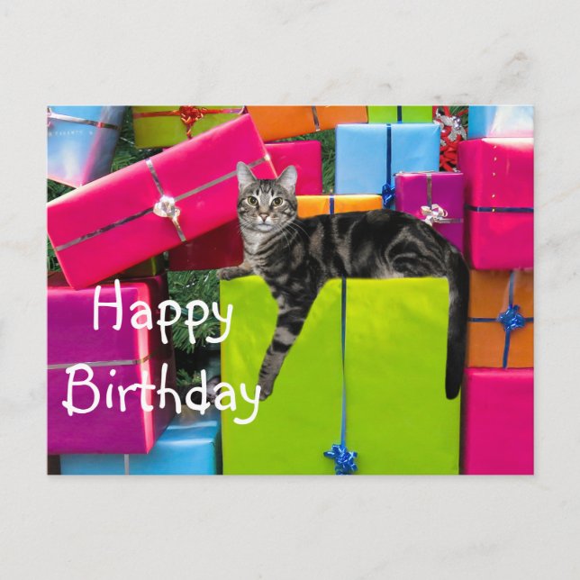 Tabby kitty cat birthday postcard (Front)