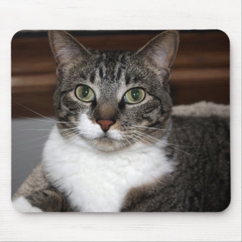 Tabby Kitty Cat Pet Animal Photography Mouse Pad