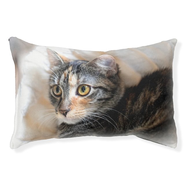 Tabby Kitty Cat Portrait Pet Bed (Front)