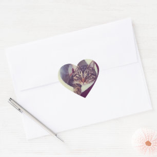 Tabby Kitty In Hut Close-Up Photograph Heart Sticker