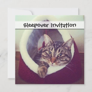 Tabby Kitty In Hut Close-Up Photograph Invitation