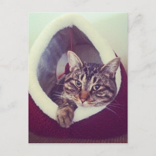 Tabby Kitty In Hut Close-Up Photograph Postcard