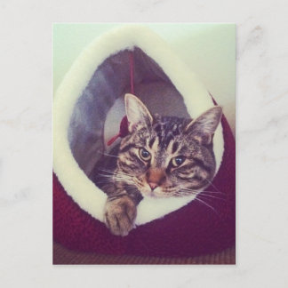 Tabby Kitty In Hut Close-Up Photograph Postcard
