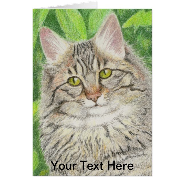 Tabby Longhair Cards (Front)