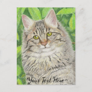 Tabby Longhair Postcard