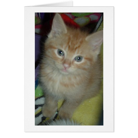 Tabby Love Cards (Front)