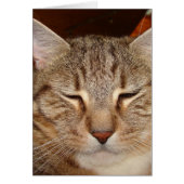 Tabby Tiger Cat (Front)