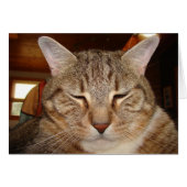 Tabby Tiger Cat (Front Horizontal)