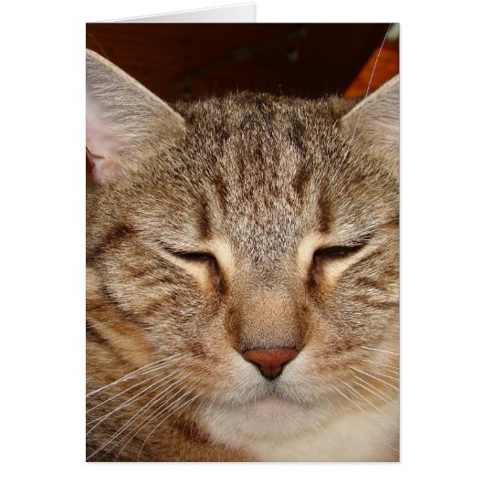 Tabby Tiger Cat Cards (Front)