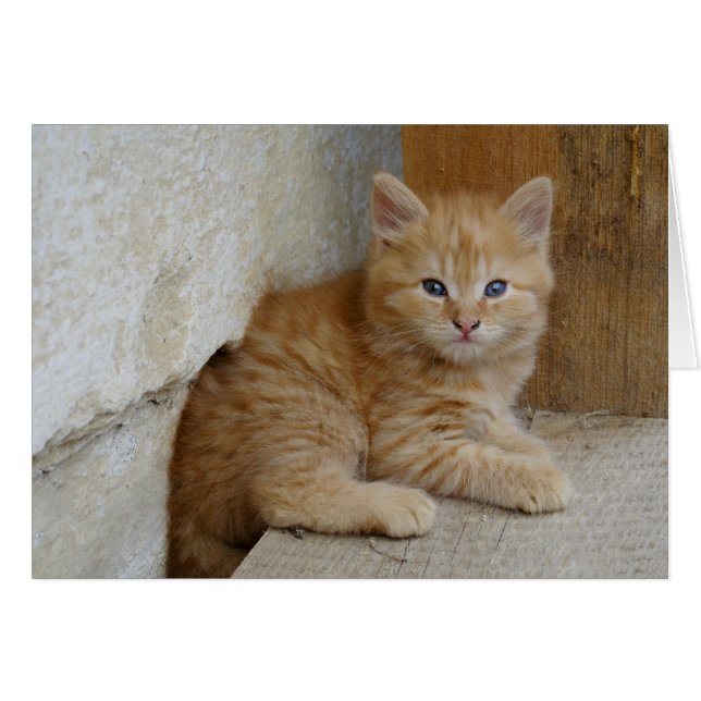 Tabby Tomcat Kitten Cards (Front Horizontal)
