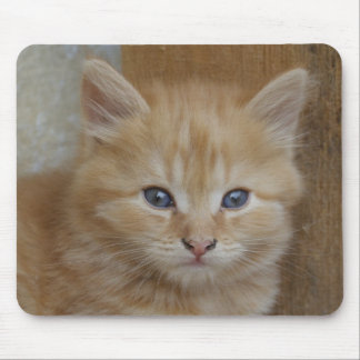 Tabby Tomcat Kitten Mouse Pad