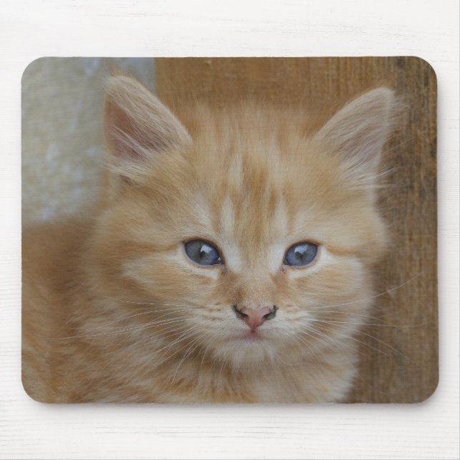 Tabby Tomcat Kitten Mouse Pad (Front)