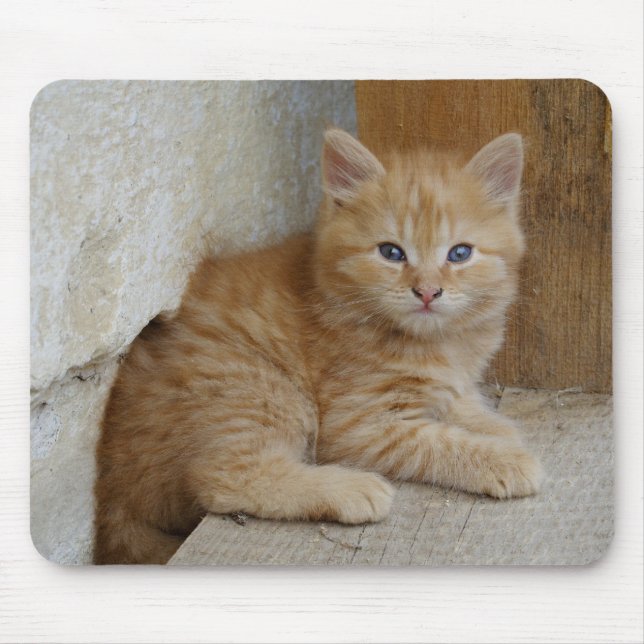 Tabby Tomcat Kitten Mouse Pad (Front)