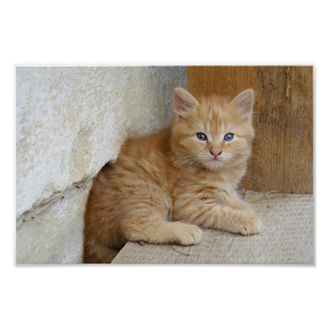 Tabby Tomcat Kitten Photo Print (Front)