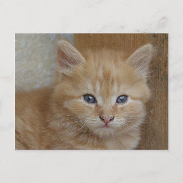 Tabby Tomcat Kitten Postcard (Front)