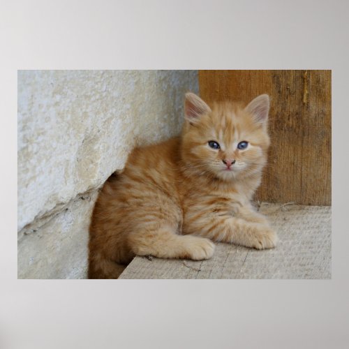 Tabby Tomcat Kitten Poster