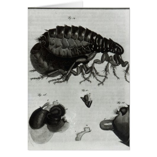 Table IV of Flies and Fleas Cards (Front)