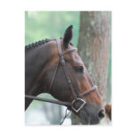 Tacked Dark Bay Horse Postcard