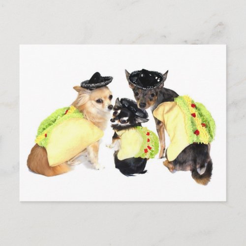 Taco Chihuahuas Postcard