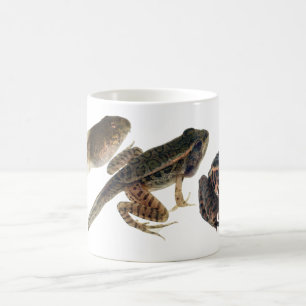 Tadpole to Frog: Three stages of development. Coffee Mug