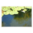 Tadpoles