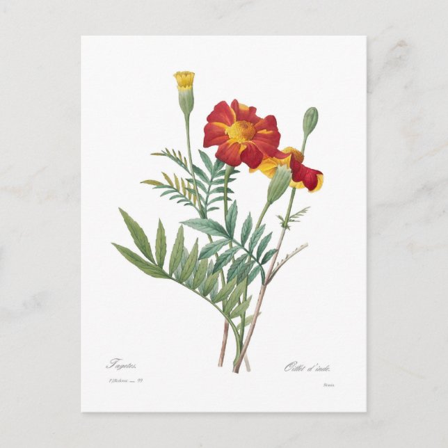 Tagetes Postcard (Front)