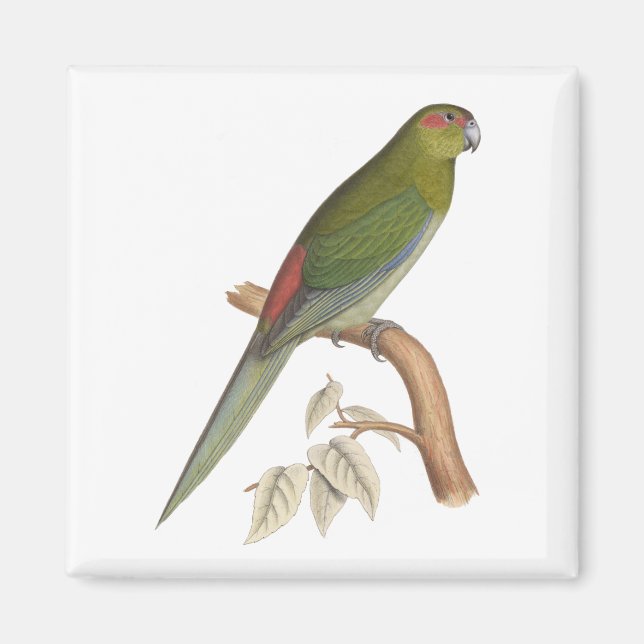 Tahiti Parakeet Illustration, c. 1849 Magnet (Front)