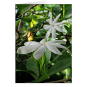 Tahitian Gardenia (Front)