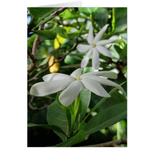 Tahitian Gardenia (Front)