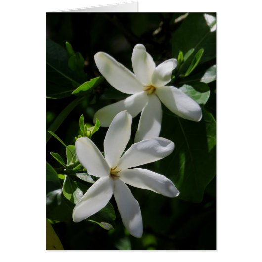 Tahitian Gardenia Cards (Front)