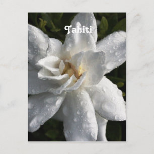 Tahitian Gardenia Postcard