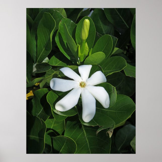 Tahitian Gardenia Poster (Front)