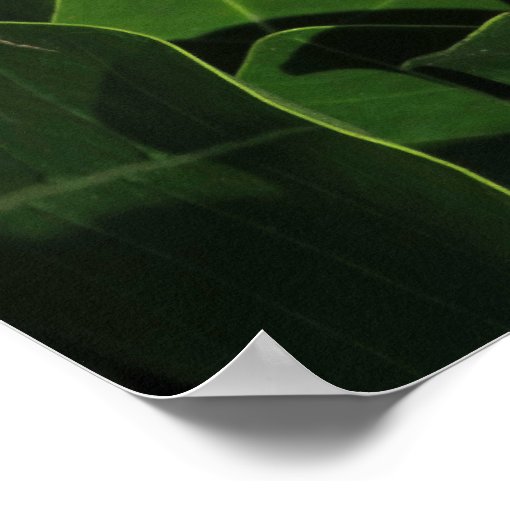 Tahitian Gardenia Poster | Zazzle