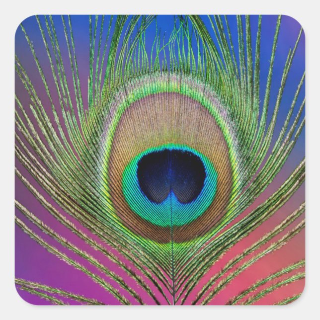 Tail feather of a peacock square sticker (Front)