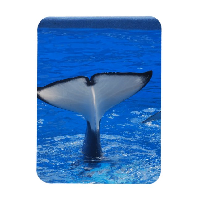 Tail of a Whale Premium Magnet (Vertical)