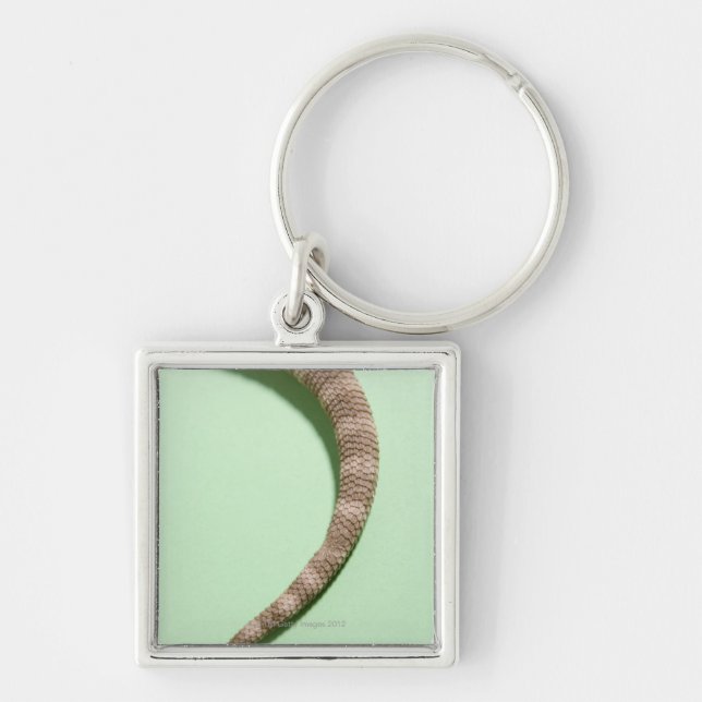 Tail of bearded dragon keychain (Front)