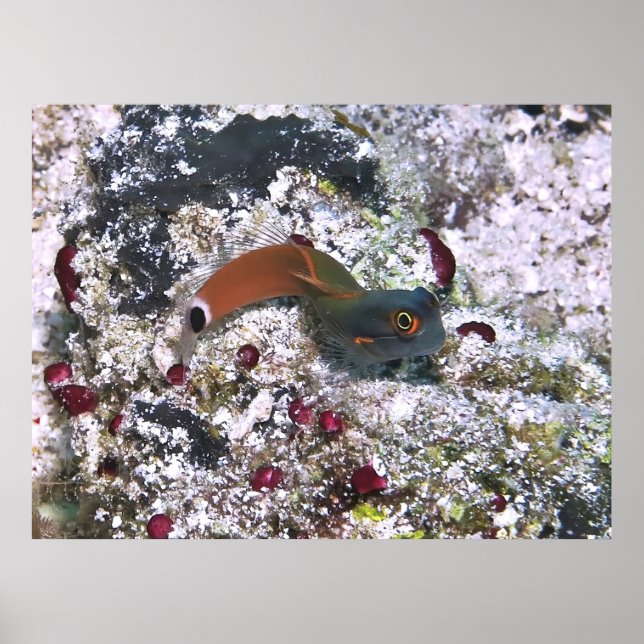 Tail Spot Blenny in S Pose Poster (Front)