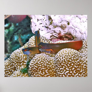 Tail Spot Blenny Trio Poster