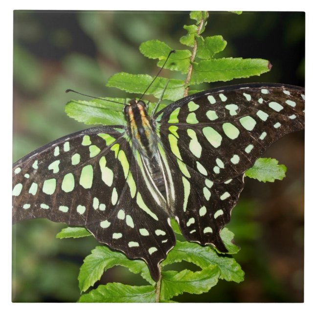 Tailed Jay butterfly Ceramic Tile (Front)