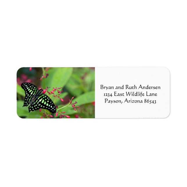 Tailed Jay Butterfly Label (Front)