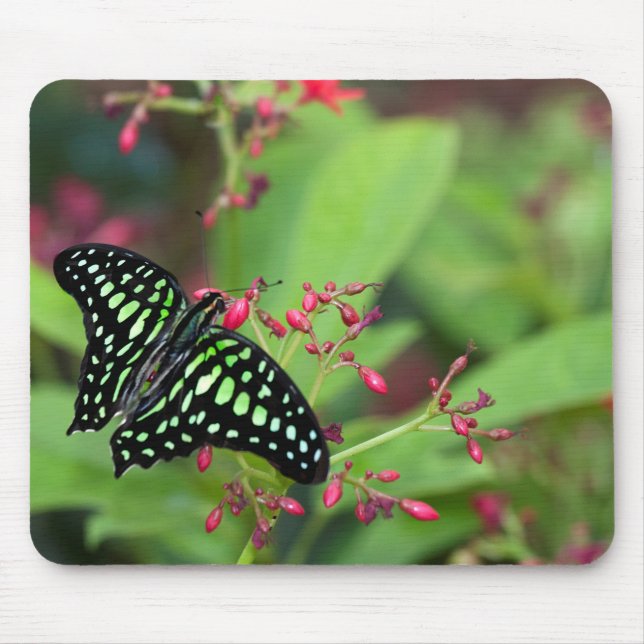 Tailed Jay butterfly Mouse Pad (Front)